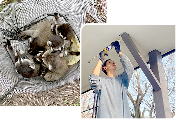 害獣の駆除の様子と捕獲した害獣